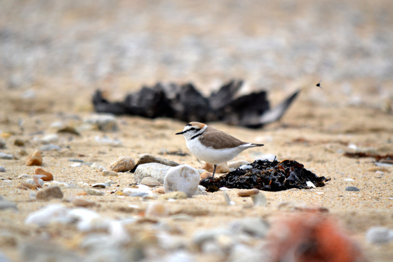 Photo de gravelot - © C-monspot – Office français de la biodiversité www.c-monspot.fr - Tous droits réservés