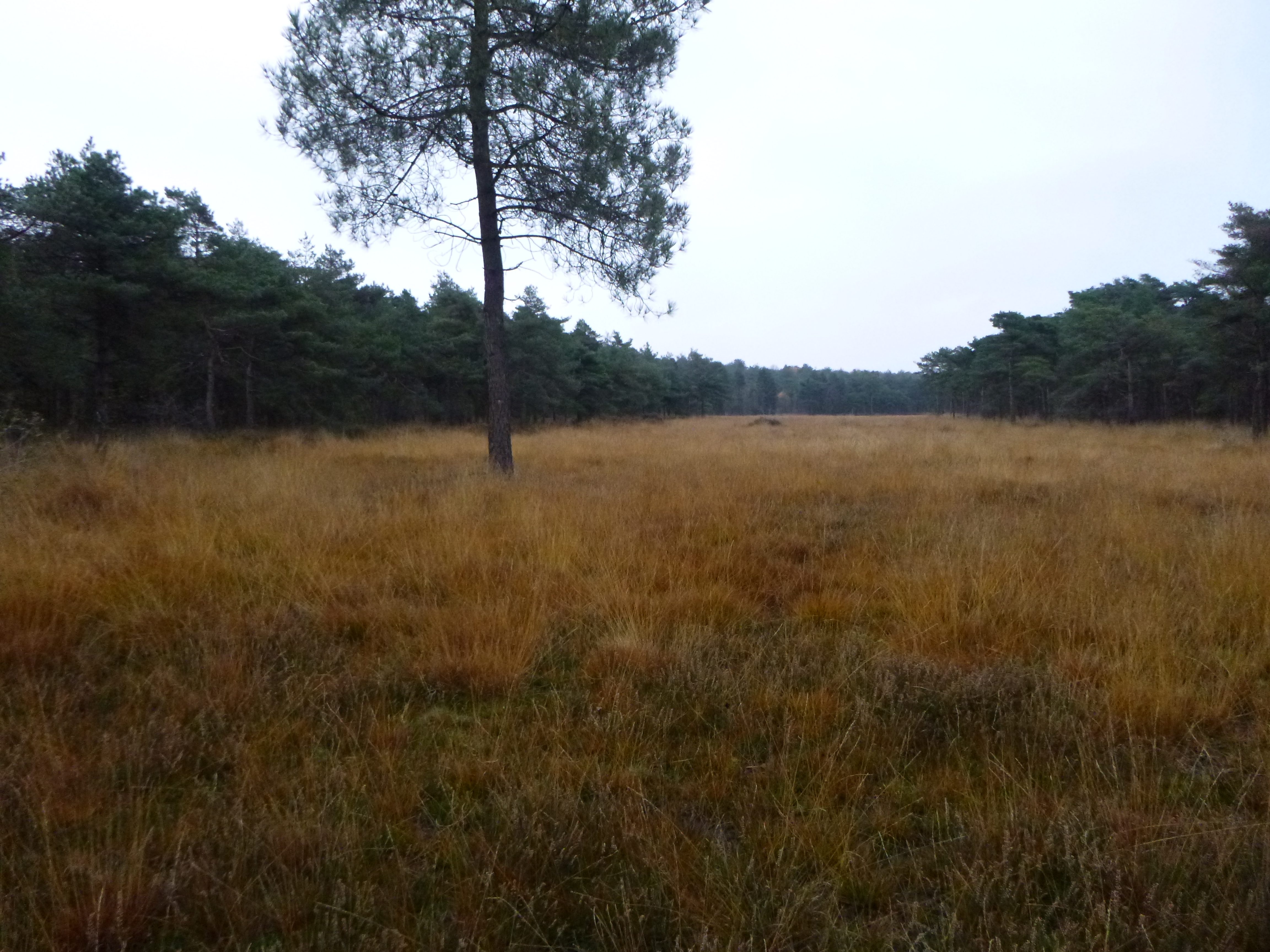 Clairière de landes à Saint Patrice de Claids