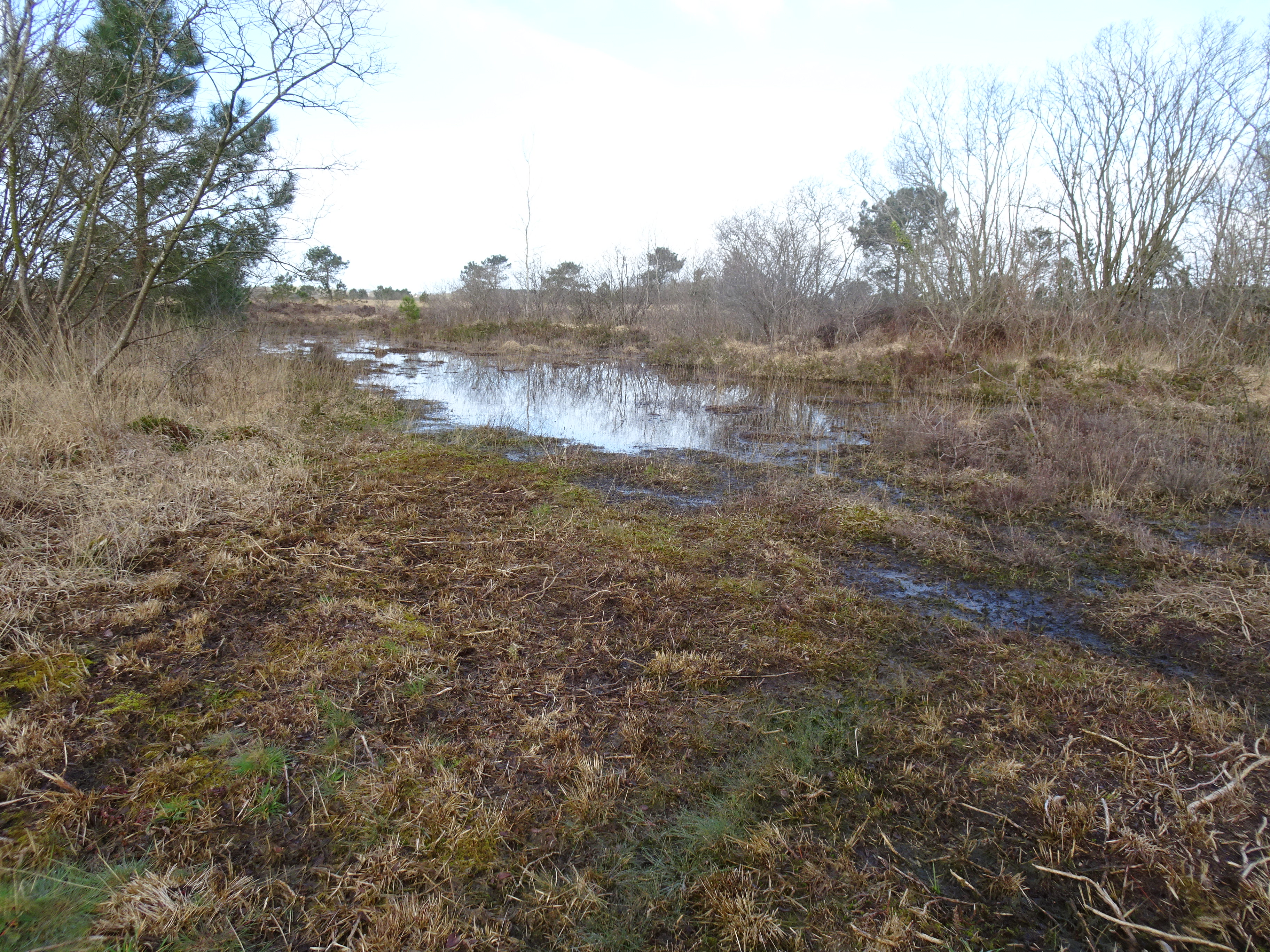 Clairière de landes à Saint Patrice de Claids