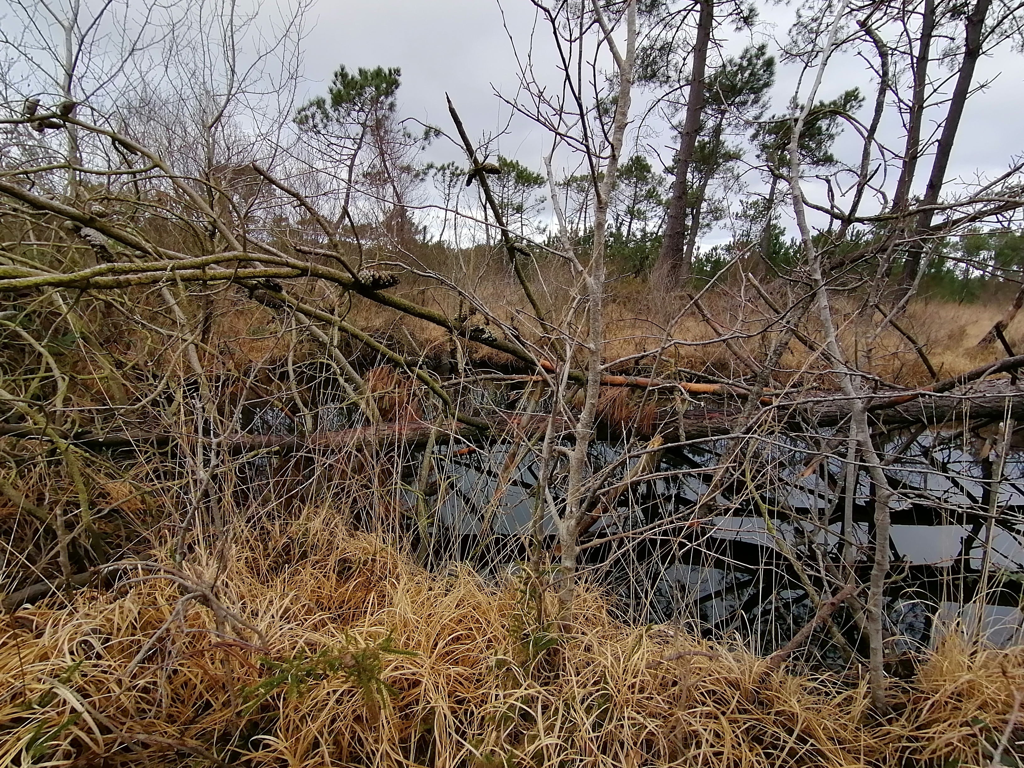 Clairière de landes à Saint Patrice de Claids