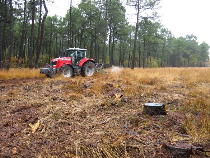 Clairière de landes à Saint Patrice de Claids